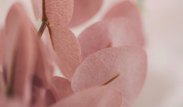 Strohberger Kriszta kép 600 x 350